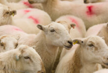 خرید و فروش گوسفند زنده در تهران