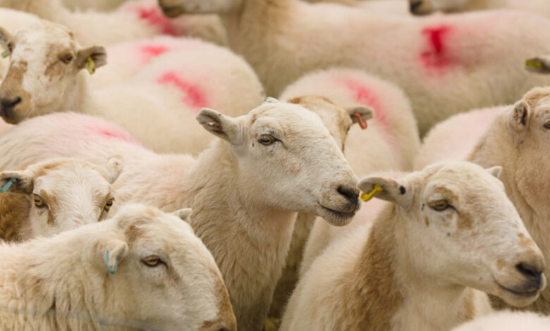 خرید و فروش گوسفند زنده در تهران