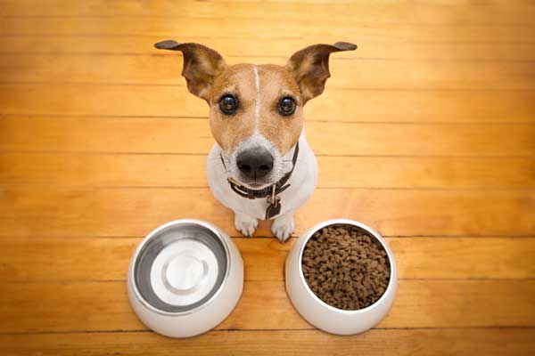لیست غذای مفید برای سگ