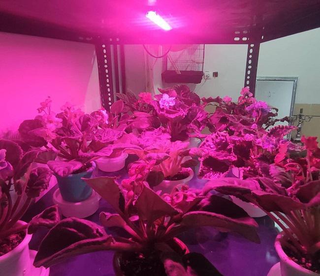 لامپ رشد گیاه چگونه کار می کند | مزایای استفاده از لامپ رشد برای گیاهان