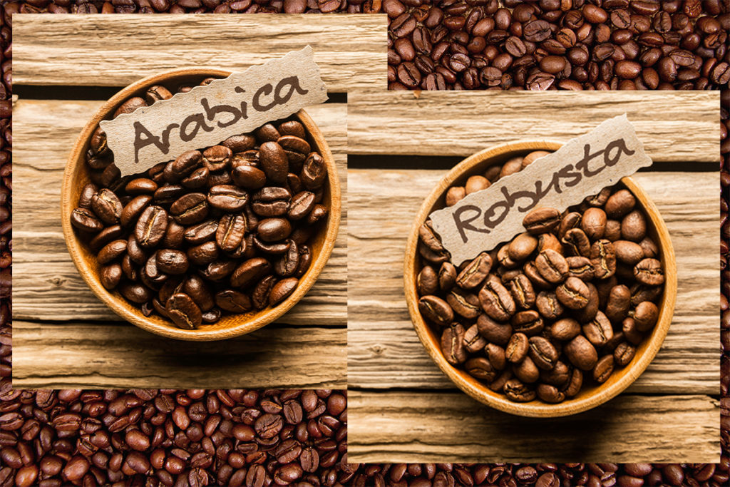 تفاوت قهوه عربیکا و روبوستا | ویژگی های قهوه عربیکا و روبوستا