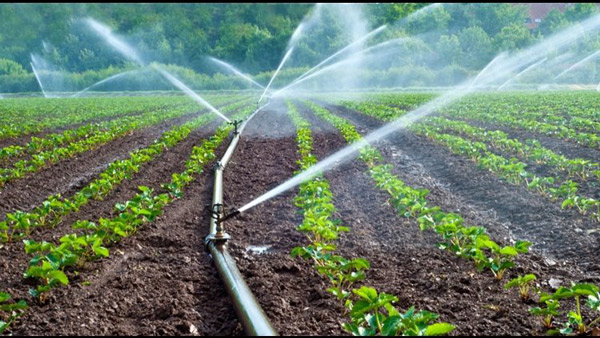 سیستم آبیاری قطره ای در مزارع