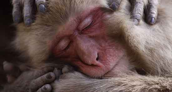 تعبیر خواب میمون