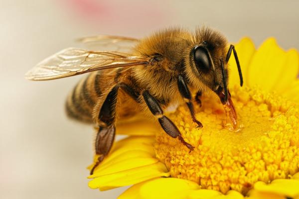 خواب زنبور عسل