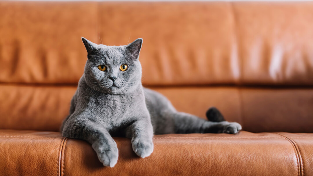 How to Stop Cats Scratching FurnitureTEASER