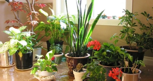 نجات گیاهان آپارتمانی 