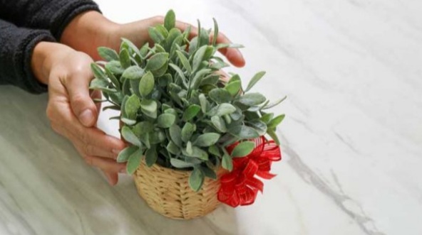گلدان با گیاه خانگی 