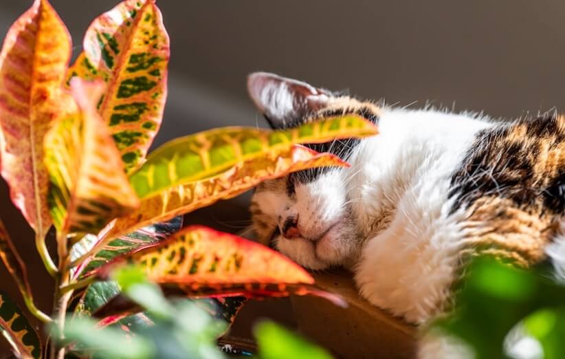 بررسی گیاهان آپارتمانی بی خطر برای حیوانات خانگی
