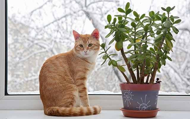 گیاهان آپارتمانی بی خطر برای حیوانات خانگی