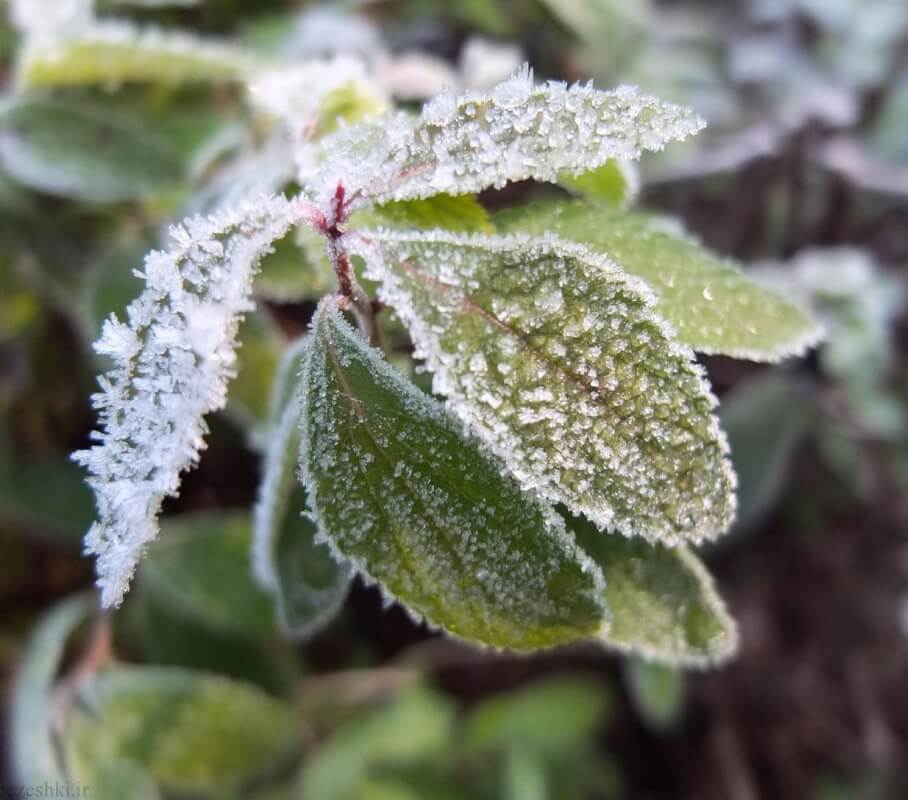 راهکارهایی برای جلوگیری از یخ زدن گیاهان در زمستان