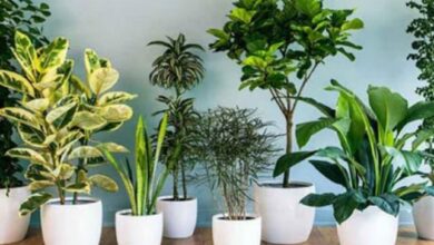 نجات گیاهان آپارتمانی
