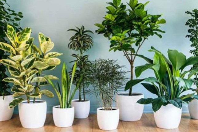 نجات گیاهان آپارتمانی